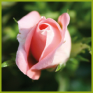 Floristik/Trauerfloristik